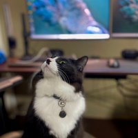 さるやま (@saruyama_x) Twitter profile photo