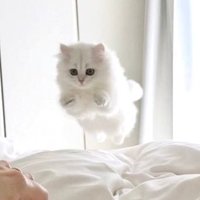 🥑⭐︎ (@tori_piyo_hiki_) 's Twitter Profile