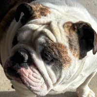 BITCOIN STU (@anneblo_james) 's Twitter Profile