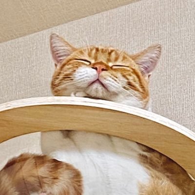 BvQdc74DaF3862's profile picture. ブリ×アメショのミックスからしくん🐈（1歳）と足長マンチカンのまよちゃん🐈‍⬛（1歳）です！よろしくお願いします！