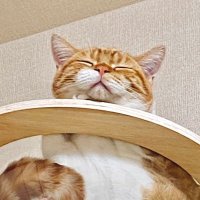 しま (@bvqdc74daf3862) 's Twitter Profile