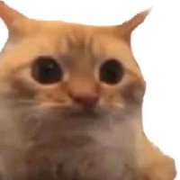 WAZZYBEAR (@razbear7) 's Twitter Profile