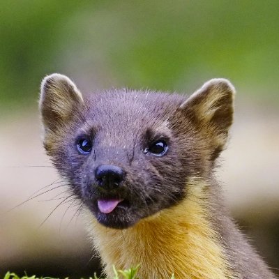 AChutneyFerret's profile picture. find me on social networks without mechahitlers

they/he 30 🏳️‍🌈 with the 🏳️‍⚧️