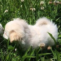 brynn (@puppyroar) 's Twitter Profile