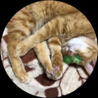 かや (@kirche_is_dcst) 's Twitter Profile Photo かや (@kirche_is_dcst) 's Twitter Profile Photo