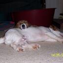 damian ross - @jackrterrier - Twitter