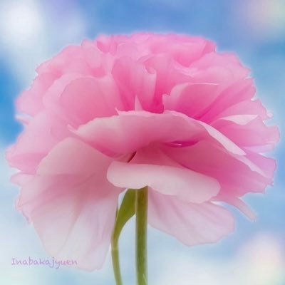 mihinaku1's profile picture. 海🏄‍♀️を見たり山⛰を見たり歴史好きです⛩🏯お城を見たり🏯観光名所に今年もたくさん行きたいですね😊美味し〜い物も大好き💕いろんな所に行ってその場所の美味し〜い物食べたいです😊猫ちゃんがやんちゃで大変🐱いろんな写真を載せていきます✨