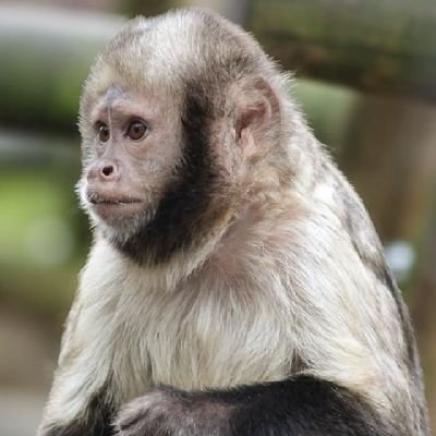 Babymonkey011's profile picture. CUTE BABY MONKEY FOR ADOPTION  🐒  
  
    WHATSAPP 
+17578285619