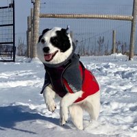 Bohan Zhang (@bohansec) 's Twitter Profile
