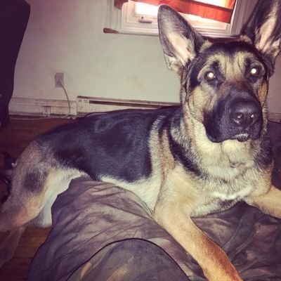 JosephBann49678's profile picture. Ex-Psych major, currently a Cyber security tech graduate and my best friend is my dog Thor
