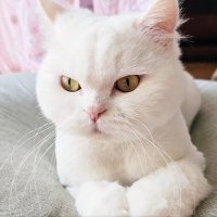 ํํ๐ฏ๏ธโ๐ป (@soosozip) 's Twitter Profile