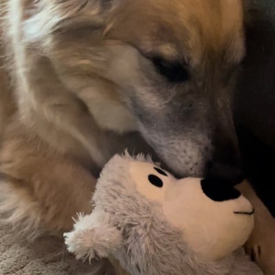 HarpsealScooby's profile picture. Sinner saved by grace. Wife & mother. Refugee of Commie-fornia. Trump/Vance 2024🇺🇸   *I DO NOT RESPOND TO DM’s*