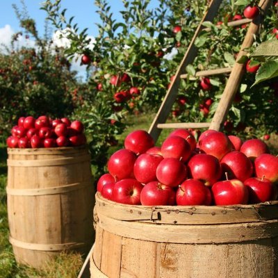 A company that specializes on seedling selling, selling of farm inputs, drip kits, consultancy and farm management
