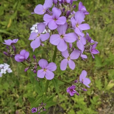 DianeMa83943166's profile picture. 🌼🌺🌸