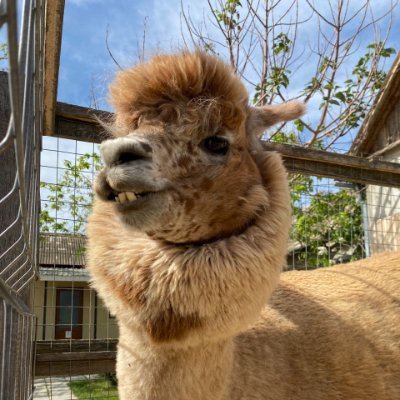 egorTrach's profile picture. CEO of Henlo