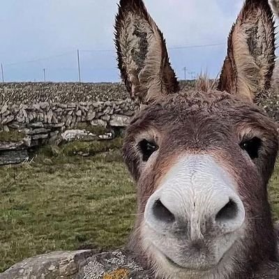 nguli_ng_wa's profile picture. The Truth Honestly.