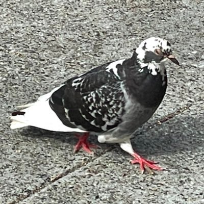 _local_pigeon_'s profile picture. sassy social scientist - in my opinion