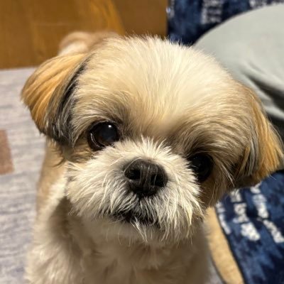 cocoyuikichi's profile picture. ココちゃんシーズー犬かわいい食べるの下手な犬 懸賞大好き #シーズー #懸賞 #犬