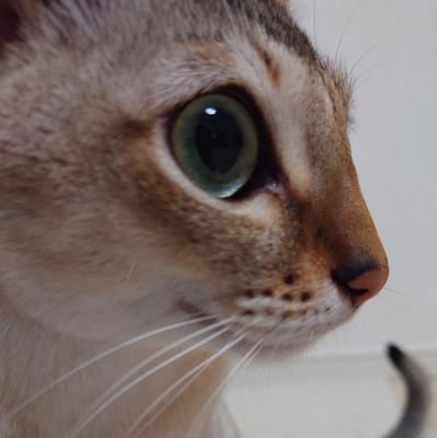 sinhakami's profile picture. シンガプーラ(♂2023年11月20日生まれ)
初心者でもできた副業やお小遣い情報をお伝えします。
1人でも参考になったら嬉しいです