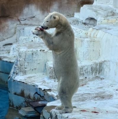 haru_zoo15's profile picture. 動物たちの写真や動画を備忘録として投稿しています　主に天王寺動物園と五月山動物園に行っています　写真初心者です📸　撮影はスマホです