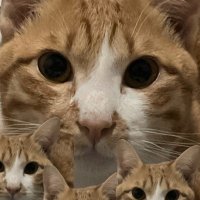 케이크 (@xyz_0x2) 's Twitter Profile