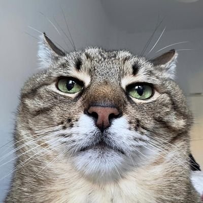 issamabdallah1's profile picture. 