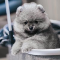𝕀𝔾𝔾𝕐 (@iggyywiggy) 's Twitter Profile Photo 𝕀𝔾𝔾𝕐 (@iggyywiggy) 's Twitter Profile Photo