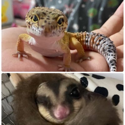 フクロモモンガ9匹(ノーマル4匹WF2匹モザイク3匹)🍑、レオパ1匹🦎、ニホンヤモリ1匹🦎Instagramメインでしたがこちらも始動しようと思います