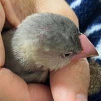 まつこ (@tukutukupo) 's Twitter Profile