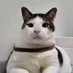 BobbyTheCat (@bobbythecat08) Twitter profile photo BobbyTheCat (@bobbythecat08) Twitter profile photo