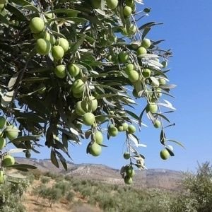 HmwdtMhmdy's profile picture. نقف كلما اوقعتنا الحياة