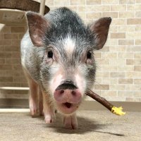 マイクロブタのとばくん🐷 (@tobakundaaaa) 's Twitter Profile