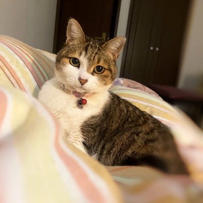 2024年1月9日東広島の実家の庭から行方不明になっている愛猫アンナを探しています。アンナを保護してくださっている方、アンナを見かけた方はご連絡お願いします‼︎まだTwitterに慣れていない為失礼があったらごめんなさい🙇🏻♀️#拡散希望