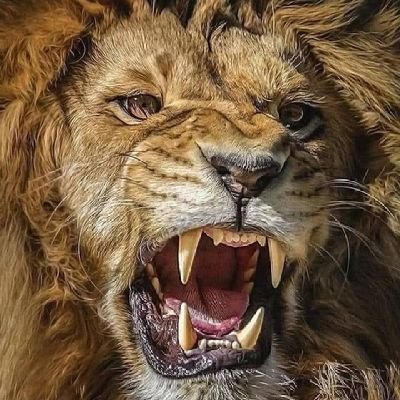 OmarSs0744's profile picture. من كرهنا كرهناه ولو كان غالي