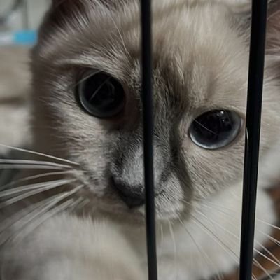 allfortodie's profile picture. hola mami