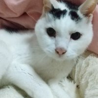 ふわらて (@kei114ko) 's Twitter Profile Photo