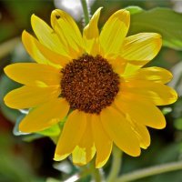 Deborah Anna Ripley (@deborah_ri42105) 's Twitter Profile