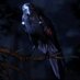 Mephistopheles (@crowrealaccount) Twitter profile photo Mephistopheles (@crowrealaccount) Twitter profile photo