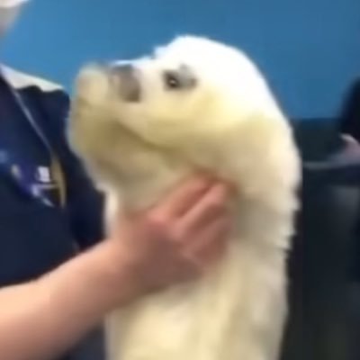 しばさんのプロフィール画像