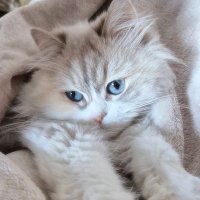 alexa222ndra (@alex2a22) 's Twitter Profile