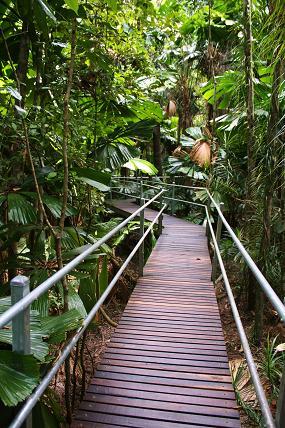 Nestled deep within the World Heritage Listed Rainforest, the Daintree Wilderness Lodge offers a true rainforest experience.