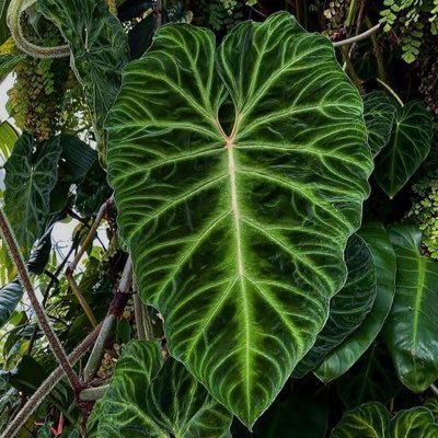 Y6enTTjDO2kSf1F's profile picture. 静大情科 ポケモン　アクアリウム　熱帯植物