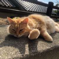 KON@保守エンジニア (@nk9803) Twitter profile photo