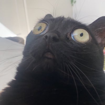 0xMemesCatさんのプロフィール画像