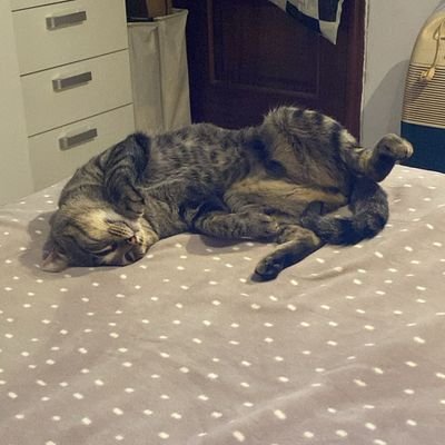 Samu0598's profile picture. https://t.co/PvdzazzoCf