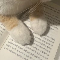 readingcats (@summer_taktil) 's Twitter Profile Photo readingcats (@summer_taktil) 's Twitter Profile Photo