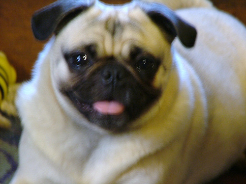 Elvis, pugs, dogs, cats, gardening, decorating, bargain shopping, games, books, tv, 50s, Green Bay Packers & many other things