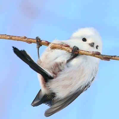 tamacha_0313's profile picture. Aぇ! group佐野晶哉くん寄り箱推大人Aぇ担、掛け持ち有(💚🖤寄りeighter/SixTONES🖤❤️寄り、いずれも箱推、同担他担◎)。Aぇ全ツ全滅で円盤化熱望。無言フォローお返ししてません🙏(鍵垢はブロ解します🙏)嵐・超八世代、永遠のひまり🐑ひなた🐑推し