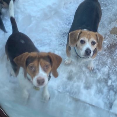 ConnAndBellaBea's profile picture. Mom, wife, beagle lover. Be sure to check out my blog about chronic illness. #Lupus #Fibro