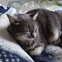 Annie DUB ⚜️ 🇨🇵⚖️☕🐓🐱♥️🇨🇵 (@anydub83) 's Twitter Profile